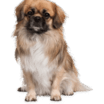 Home pet sitting cute dog
