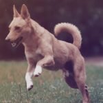 Home pet sitting video