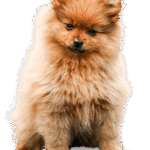 Home dog about