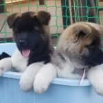 Home akita puppies 1