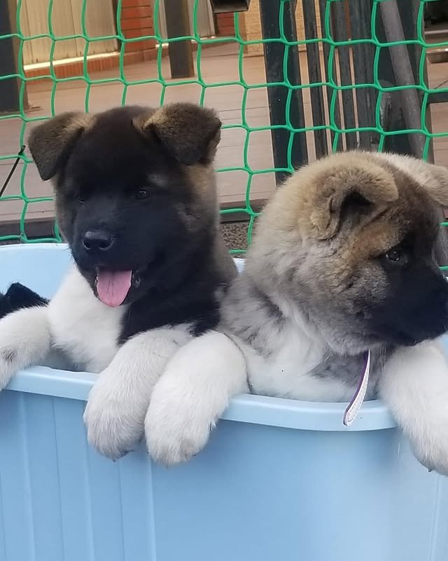 Akita Puppies akita puppies 1