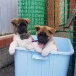 Home akita puppies 2