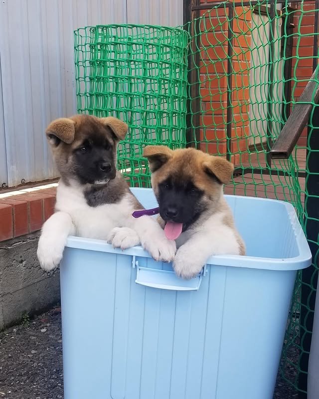 Akita Puppies akita puppies 2