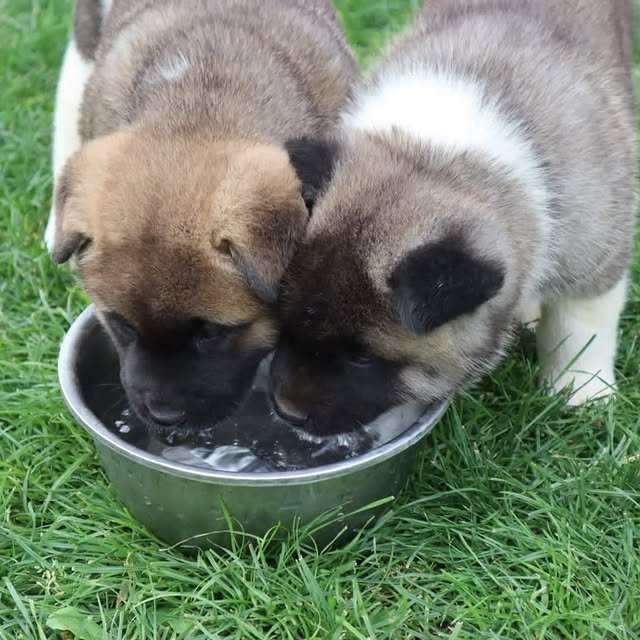Akita Puppies akita puppies 3