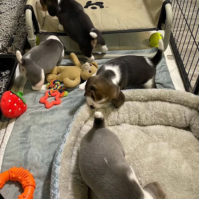 beagle puppies 1