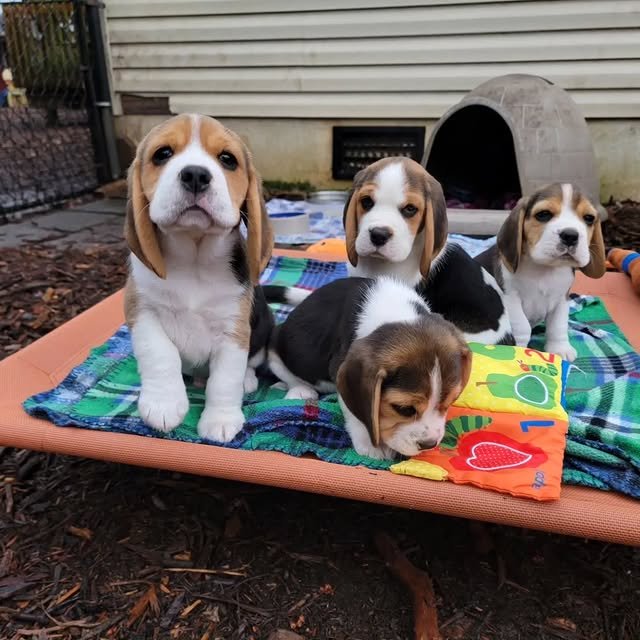 beagle puppies 2