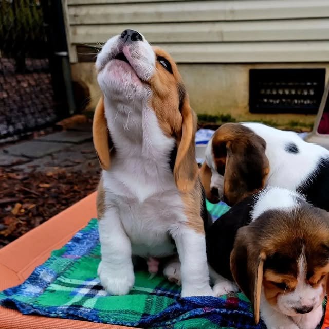 beagle puppies 4