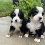 Home bernese mountain puppies 1