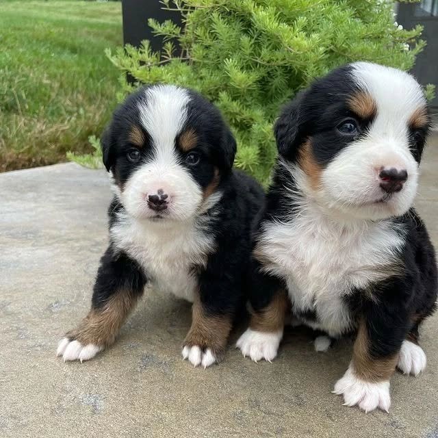 Bernese Mountain Puppies bernese mountain puppies 1