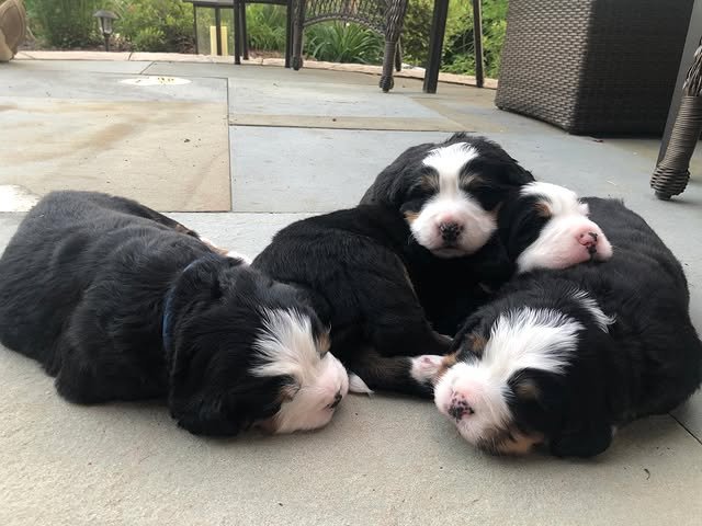 Bernese Mountain Puppies bernese mountain puppies 2