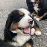 Home bernese mountain puppies 3