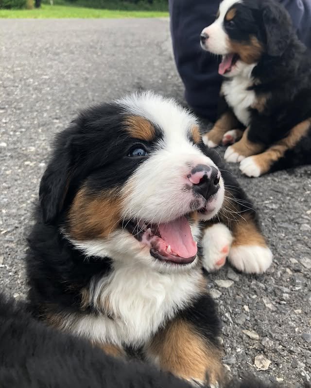 Bernese Mountain Puppies bernese mountain puppies 3