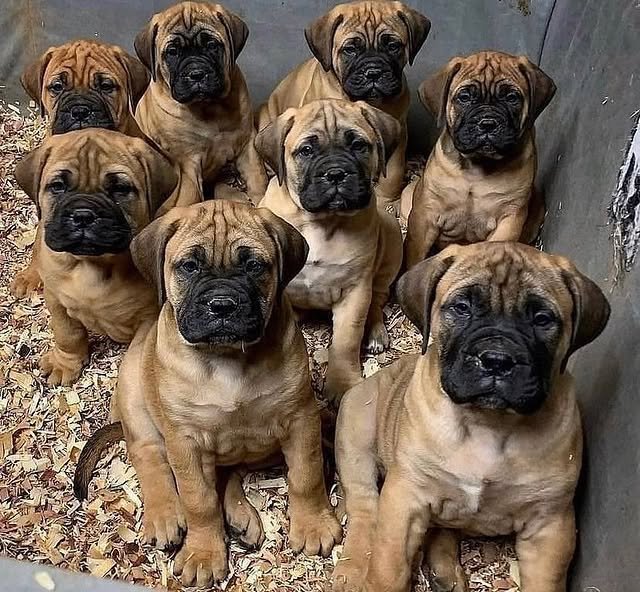 Boerboel Puppies boerboel 1