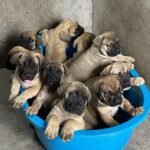 Home boerboel 2