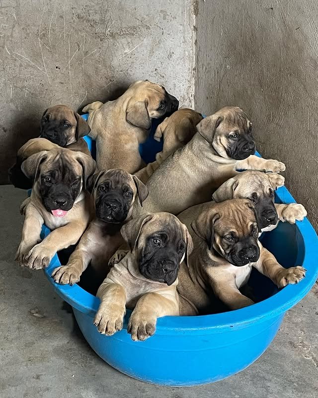Boerboel Puppies boerboel 2