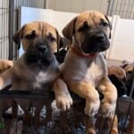 Home boerboel puppies3