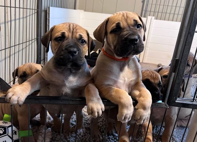 Boerboel Puppies boerboel puppies3