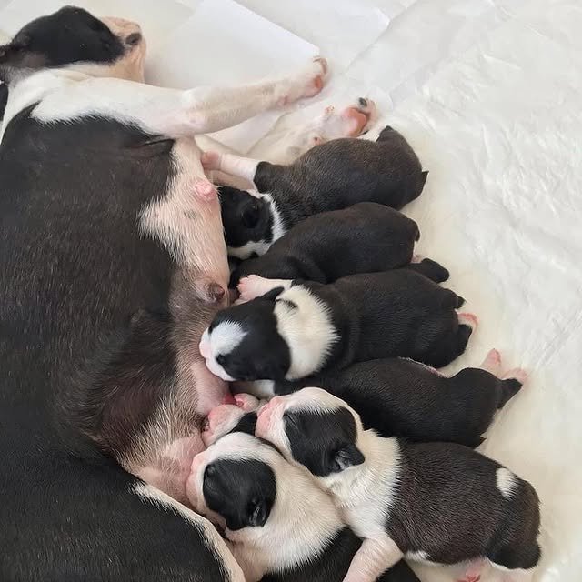 Boston Terrier Puppies boston terrier puppies 1