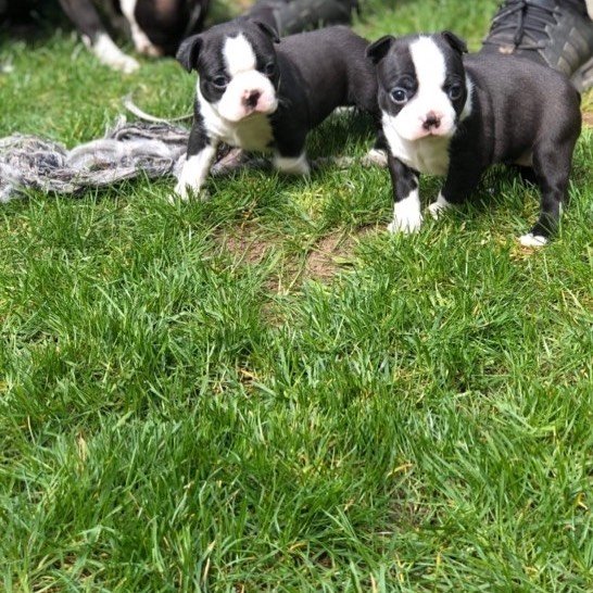 Boston Terrier Puppies boston terrier puppies 2