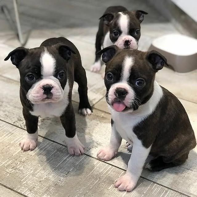 Boston Terrier Puppies boston terrier puppies 3