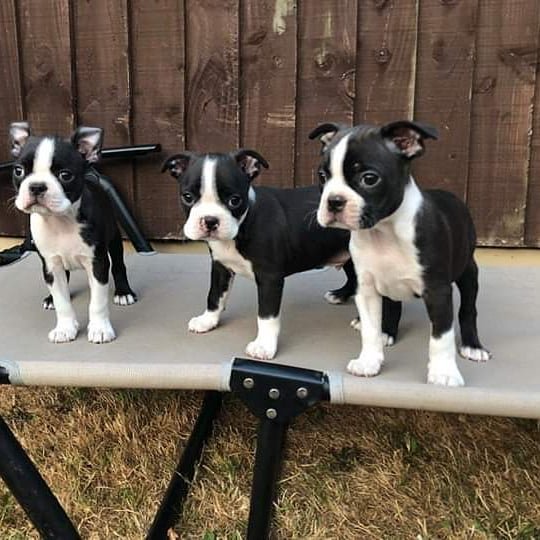 Boston Terrier Puppies boston terrier puppies 4