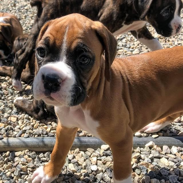 Boxer Puppies boxer puppies 1