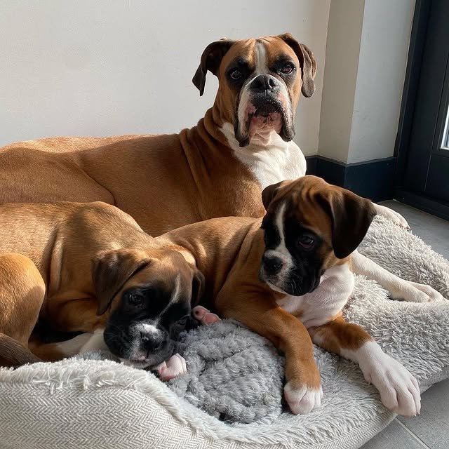 Boxer Puppies boxer puppies 2
