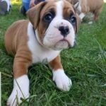 Home boxer puppies 3