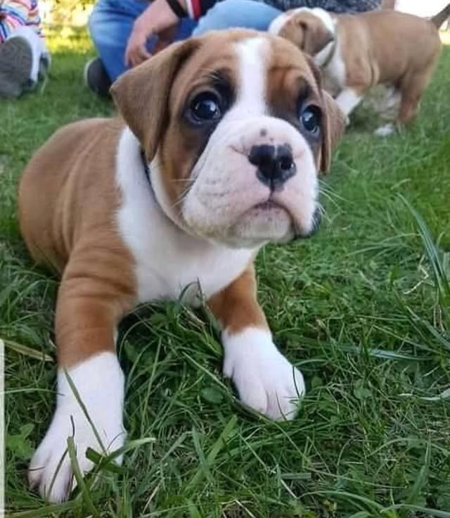Boxer Puppies boxer puppies 3