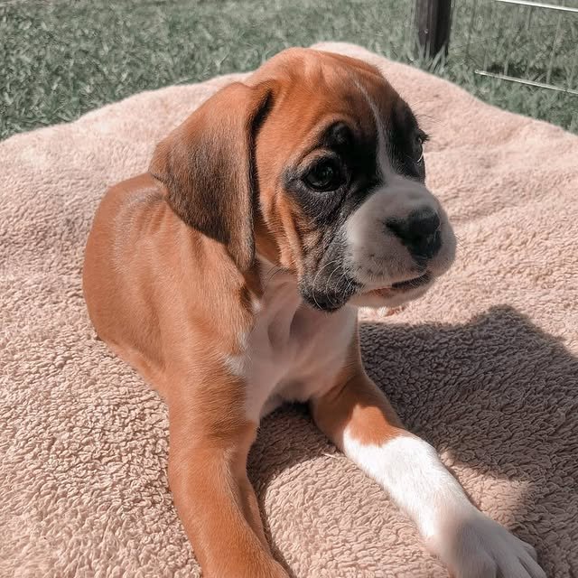 Boxer Puppies boxer puppies 4