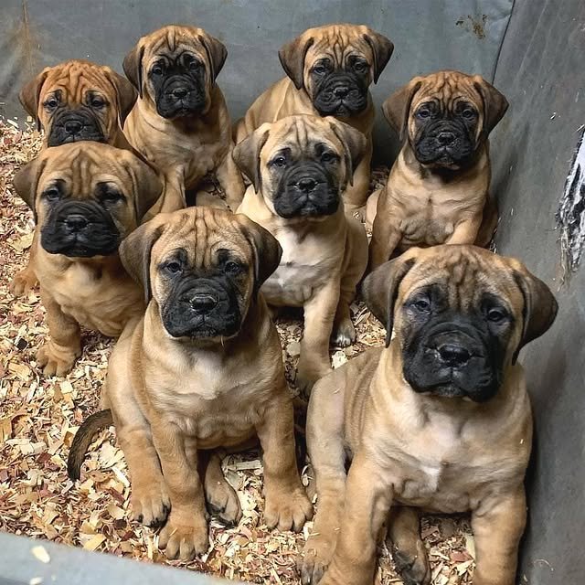 bullmastiff puppies 2