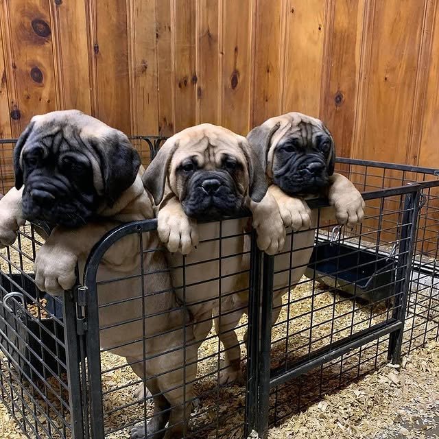 bullmastiff puppies 3