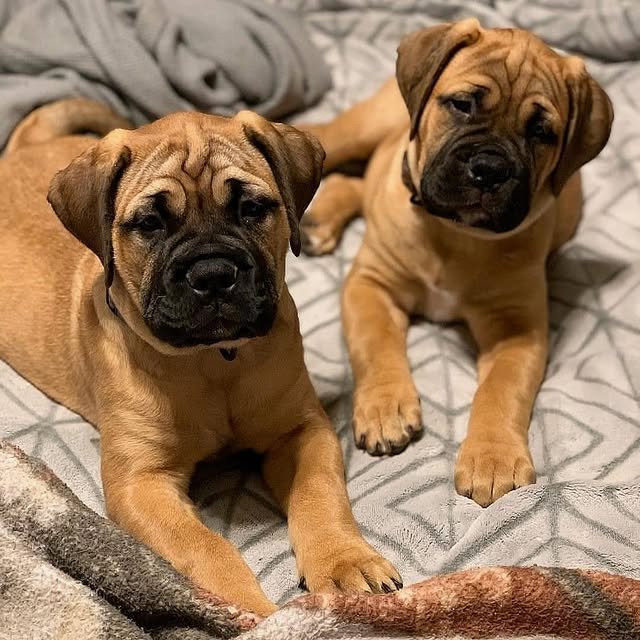 bullmastiff puppies 4