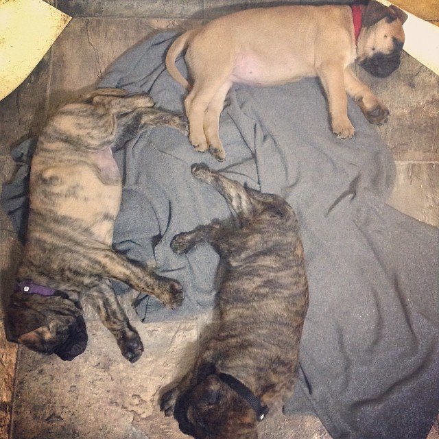 bullmatiff puppies 1