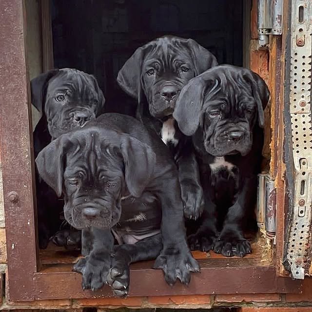 Cane Corso Puppies cane corso puppies 1