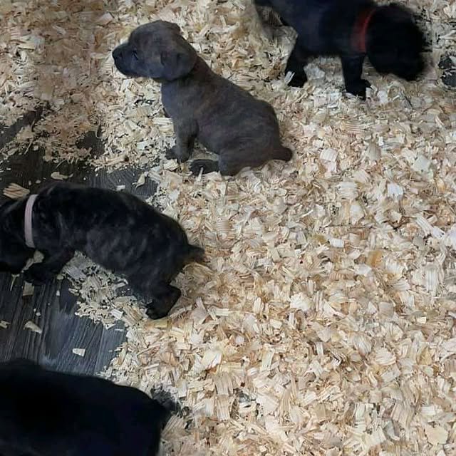 Cane Corso Puppies cane corso puppies 2