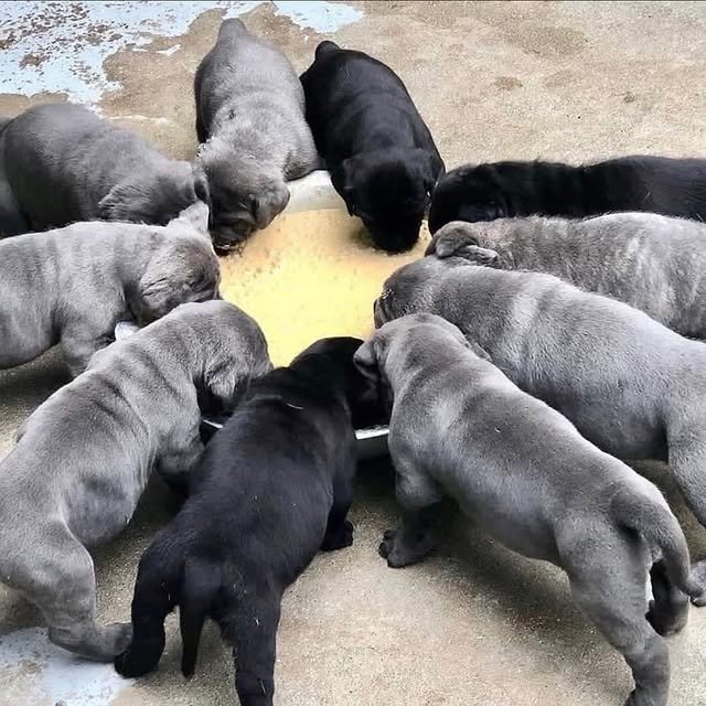 Cane Corso Puppies cane corso puppies 3