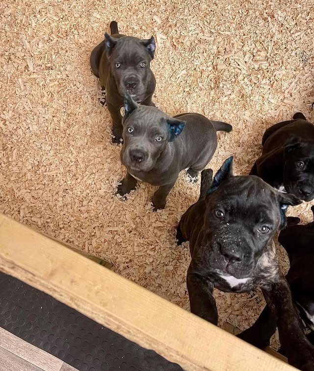 Cane Corso Puppies cane corso puppies 4