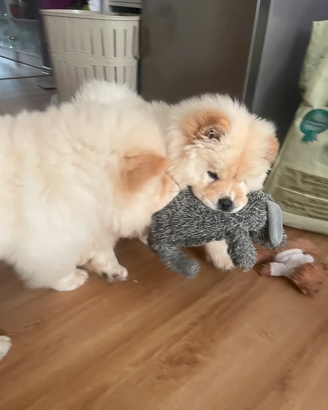 chow chow puppies 1