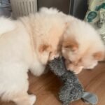 Home chow chow puppies 2