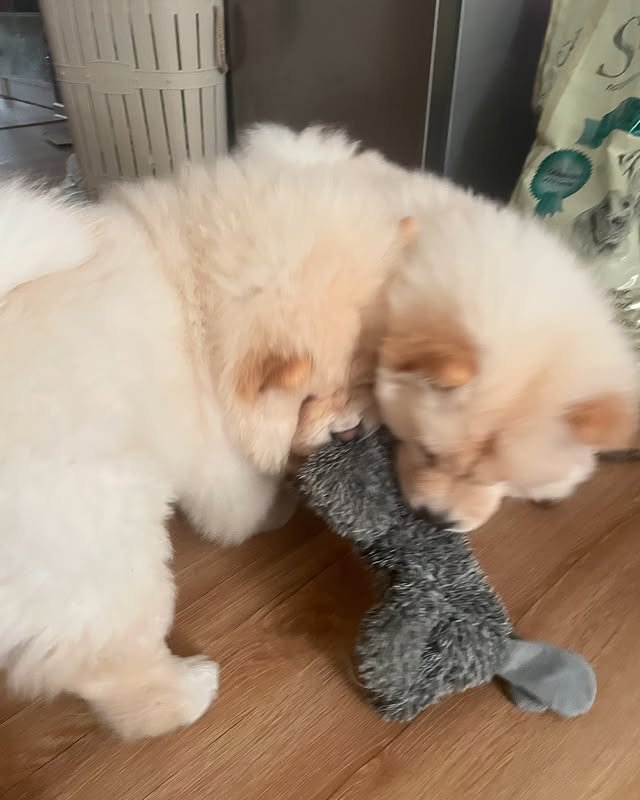 chow chow puppies 2