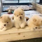Home chow chow puppies 3