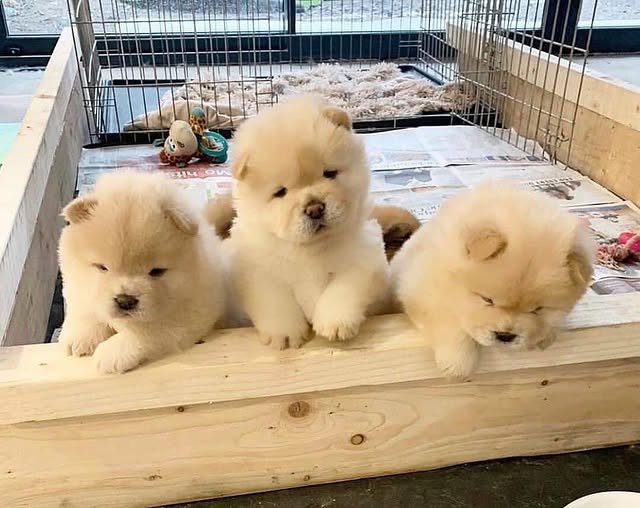 chow chow puppies 3