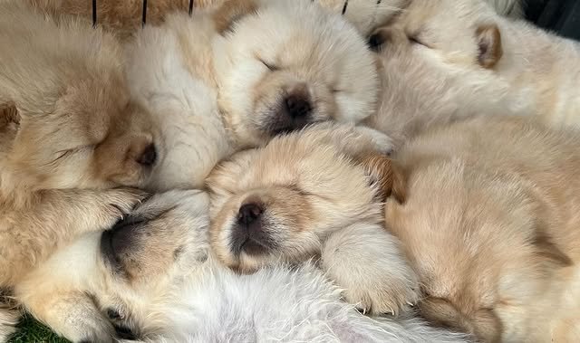 chow chow puppies 4