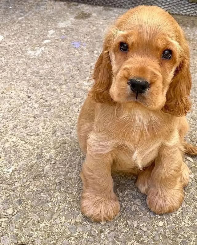 cocker spaniel puppies 1
