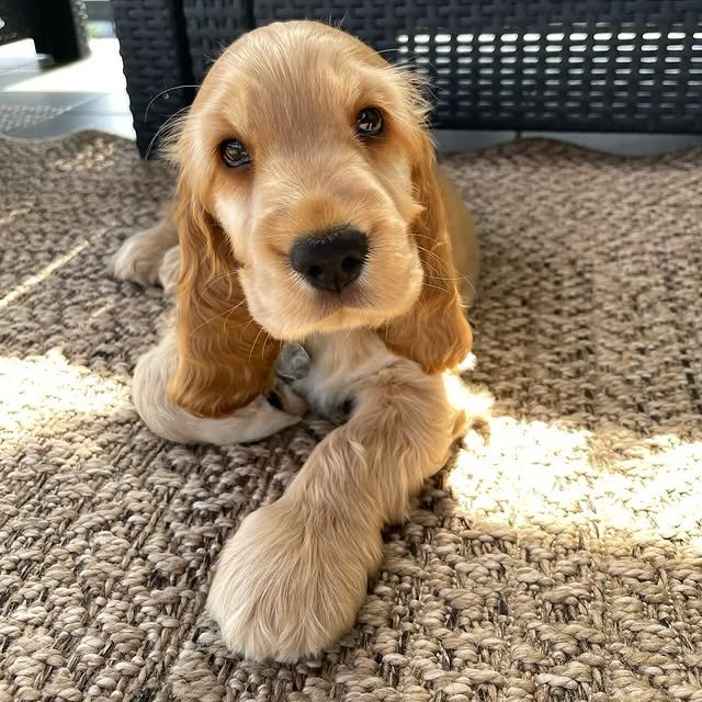 cocker spaniel puppies 3