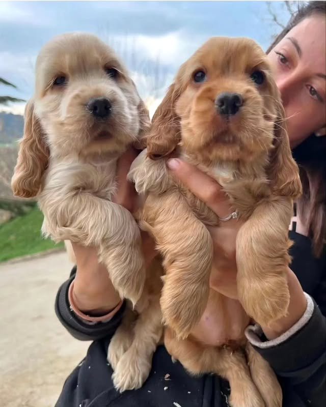 cocker spaniel puppies 4