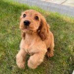 Home cocker spaniel puppies2