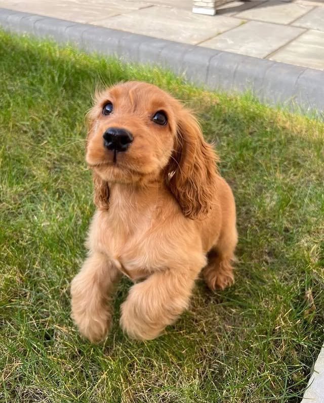 cocker spaniel puppies2