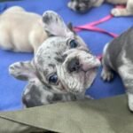 Home french bulldog3